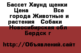 Бассет Хаунд щенки › Цена ­ 20 000 - Все города Животные и растения » Собаки   . Новосибирская обл.,Бердск г.